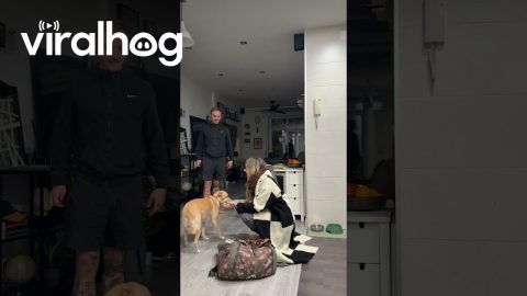 Dog Finds Ball in My Gym Bag || ViralHog