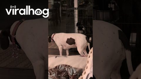 Pup Likes to Share His Dinner || ViralHog