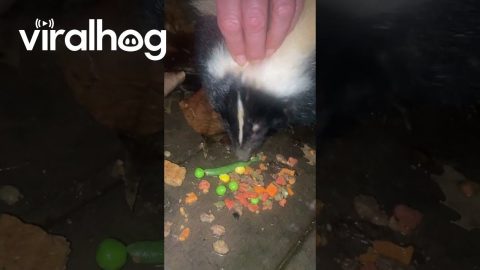 Released Skunk Returns to Rehab || ViralHog