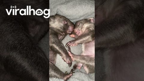 Baby Wombat Joeys Sleeping Peacefully || ViralHog