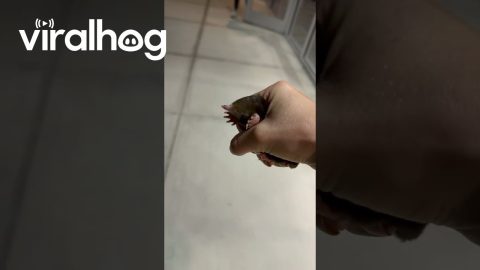 Moving a Little Lost Mole to a Safe Location || ViralHog