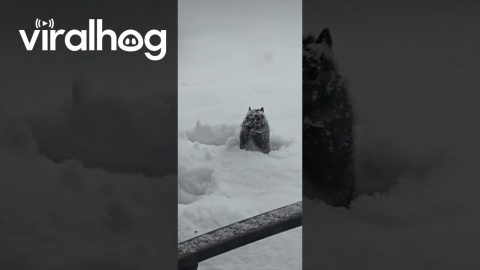 Squirrel Searches for Food Stashes Under Fresh Snow || ViralHog
