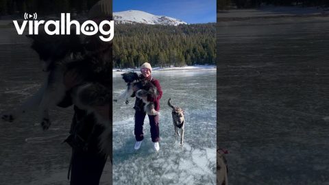 Siberian Husky Tries Ice Skating || ViralHog