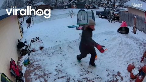 Moose Charges Girl and Her Dog || ViralHog