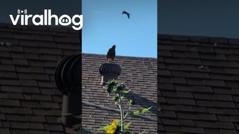 Spinning Hawk || ViralHog