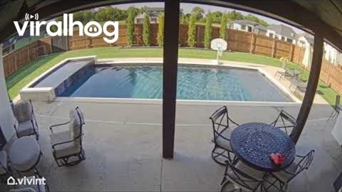 Doge Forgot We Had a Pool || ViralHog