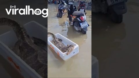 Monitor Lizard Drowning in Flood Rescued With Foam Box || ViralHog