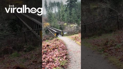 Ladies Make Conversation With Bear As They Back Away Off Bridge || ViralHog