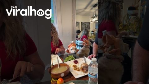 Won’t Someone Give This Good Boy a Slice of Turkey || ViralHog