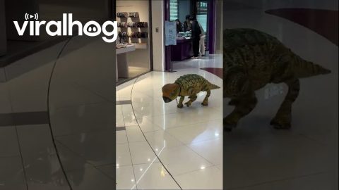 Robot Dinosaur Toy Scurries Through Mall || ViralHog