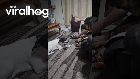 How to Steal a Rottweiler's Toy || ViralHog