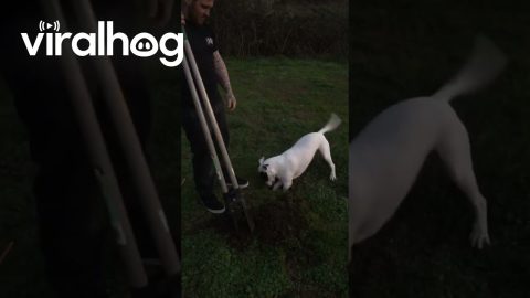 Happy Dog Helps Dad Dig Holes || ViralHog