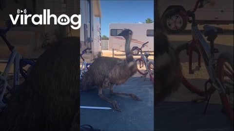 Family Surprised as Emu Joins Them While Camping || ViralHog