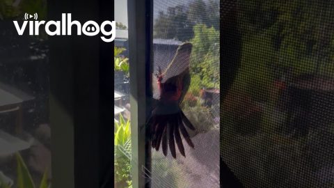Clingy Lady King Parrot Wants a Cashew || ViralHog