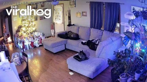 Buckwheat Falls Off the Couch || ViralHog