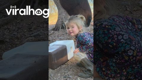 Farm Kid Licks Salt Block || ViralHog