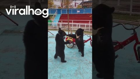 Bear Cubs Playfully Tussle Over Tricycle || ViralHog