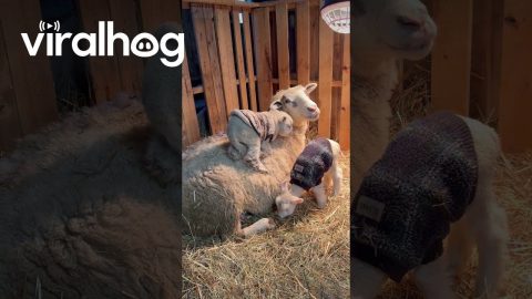 Lamb Insists On Climbing Mom || ViralHog