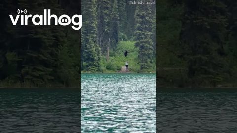Boaters Shout At Oblivious Hikers About Moose || ViralHog