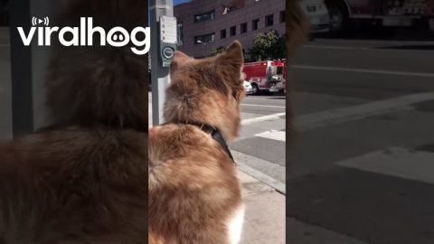 Husky Howls With Passing Fire Trucks || ViralHog