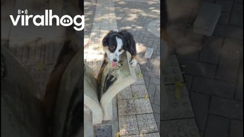 Dog Drinks From Water Well By Herself || ViralHog