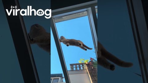 Cats Walk On Kitchen's Glass Ceiling || ViralHog