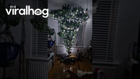 Upside-Down Christmas Tree || ViralHog
