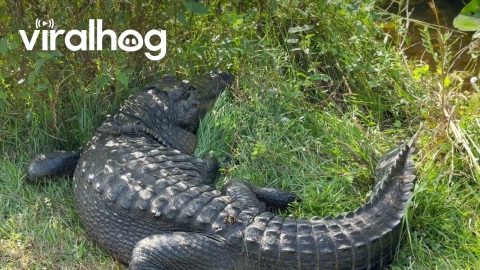 Chirpy Baby Gator Climbs on Mama’s Back || ViralHog