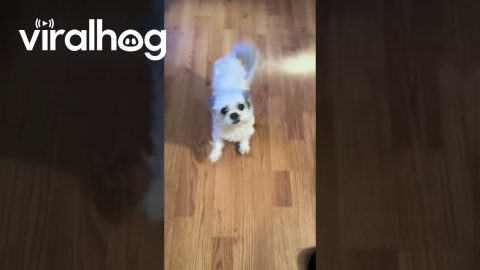 Toni the Dancing Dog || ViralHog