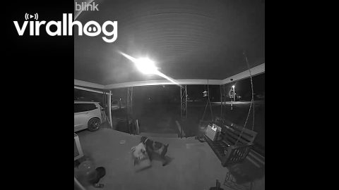 Neighbor's Dog Takes Food From Porch || ViralHog