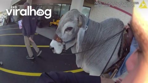 Policeman Responds to Reports of Man Riding Steer in Ohio Parking Lot || ViralHog