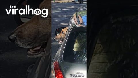 Patricio On Board || ViralHog