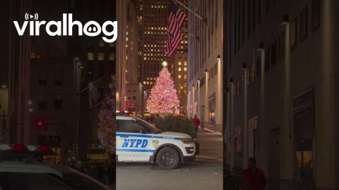 Man Dressed as a Christmas Tree Riding a Bike Through NYC || ViralHog