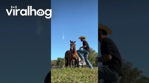 Desensitizing Horse To Dance Moves || ViralHog