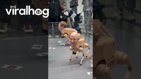 Artist Beeple's 'Regular Animals' at Art Basel || ViralHog