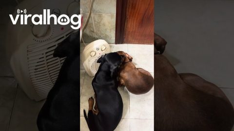 Cold Pups Push For Prime Warm Spot || ViralHog