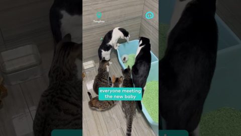 Kitten Surrounded by Elders || ViralHog Shorts