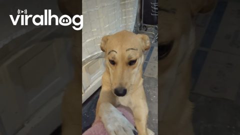 Dog Comes Home With Painted Eyebrows || ViralHog