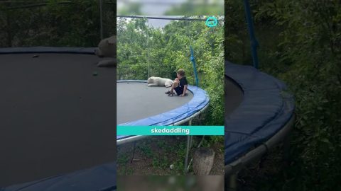 Dog Gets the Zoomies on a Trampoline || ViralHog Shorts