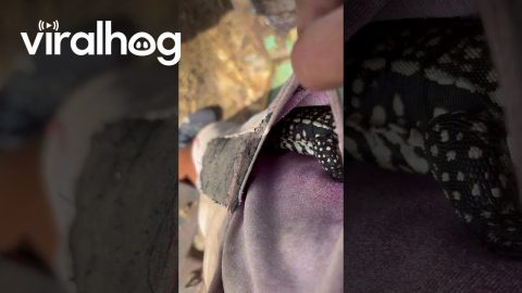 Farmer Keeps a Lizard In His Pocket || ViralHog