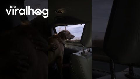 Goofy Golden Retrieves Every Passing Car || ViralHog