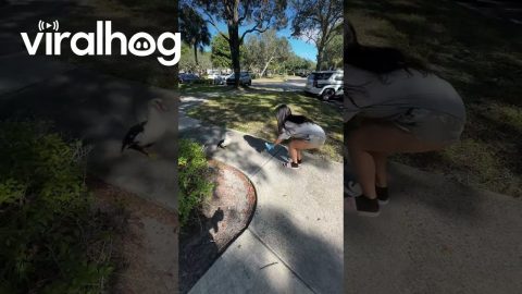 No Duckling Gets Left Behind || ViralHog