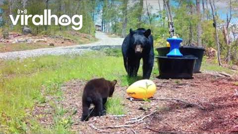 Adorable Bear Cub Grunts and Mama Bear Mouth-Clicks || ViralHog