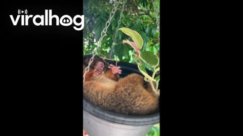 Possum Peacefully Naps in Hanging Pot || ViralHog