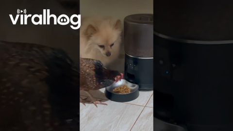Chicken Eating the Dog's Food || ViralHog