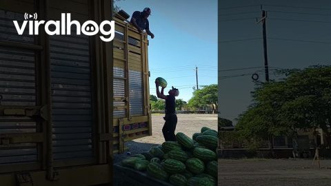 Watermelon Made of Rubber || ViralHog