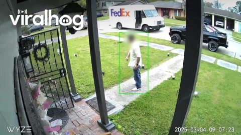 Delivery Driver Startled by Pocket Bully || ViralHog