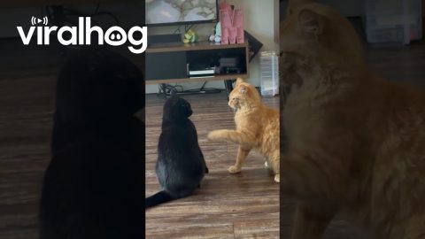 Orange Cat Annoys Void Cat to No End || ViralHog