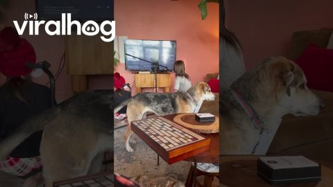 Dog Wants to Play With His New Toy || ViralHog