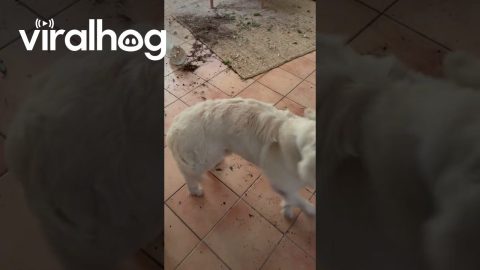 Proud Puppy Redecorated the House || ViralHog